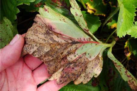 نکروز در گیاهان