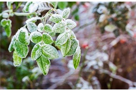 نشانه‌های سرمازدگی گیاهان آپارتمانی
