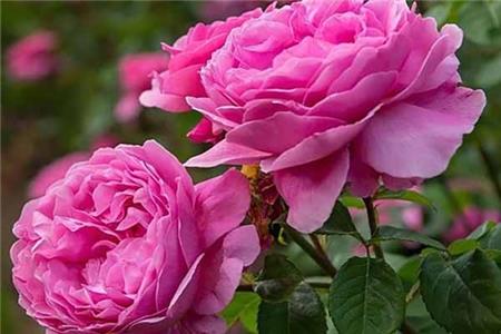 کاشت گل محمدی