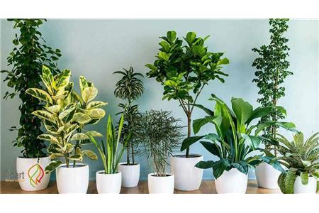 گیاهان آپارتمانی بدون گل برای هر سبک دکوراسیون