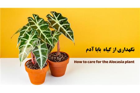 گل بابا آدم