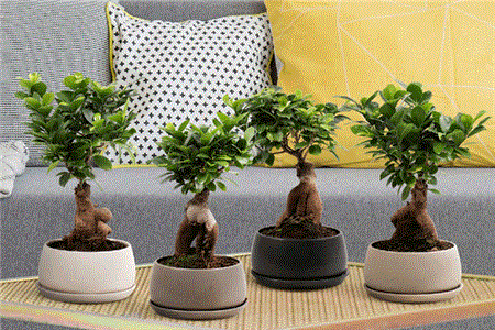 انواع بونسای