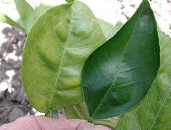 اثرات کمبود نور 