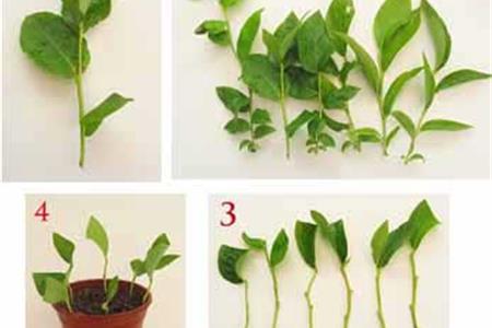 آموزش قلمه زدن 