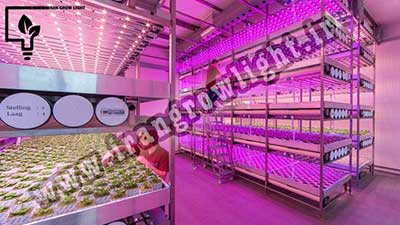 لامپ گلخانه ای