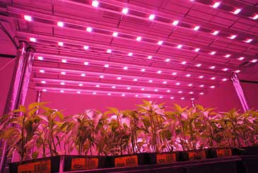 چراغ ال ای دی برای گلخانه