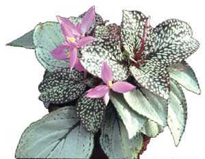 نحوه ی نگهداری گل سونریلا 