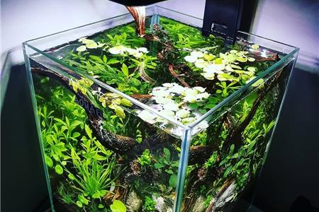 راهنمای جامع خرید لامپ آکواریوم