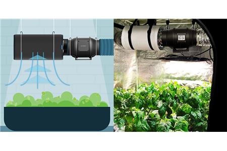 دفع بوی تند شاهدانه