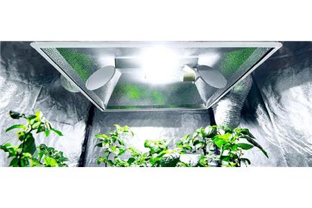 نور مورد نیاز شاهدانه