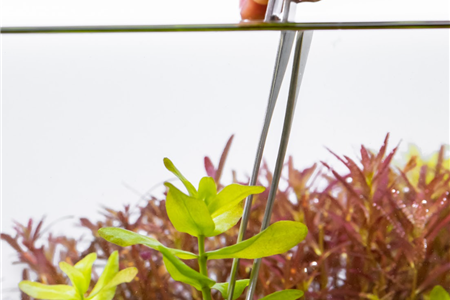 گیاهان مناسب آکواریوم