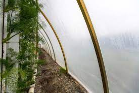 رطوبت مورد نیاز شاهدانه