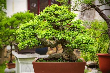 راهنمای نگهداری بونسای