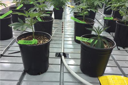 آبیاری شاهدانه