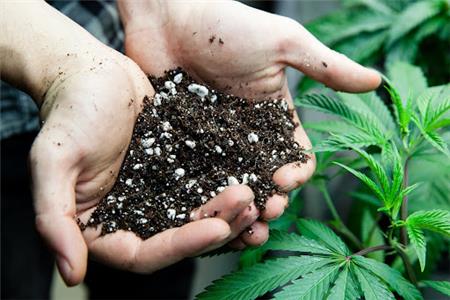 بستر کشت مناسب شاهدانه