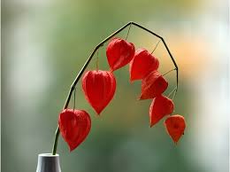 گل آبوتیلون