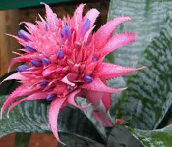 نحوه ی نگهداری گیاه آکمئا در آپارتمان