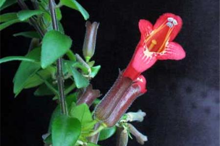 نحوه نگهداری گل اسکینانتوس