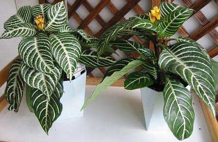 گل آفلاندرا