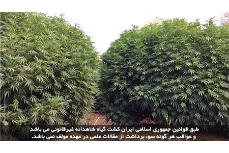 کاشت کانابیس در زمین کشاورزی