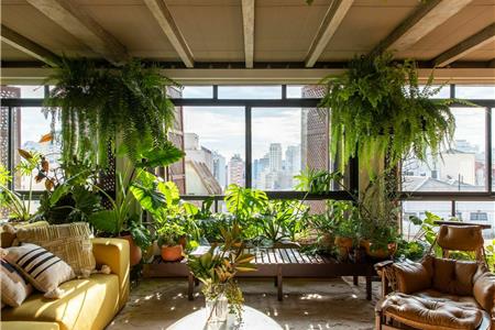 گیاه آپارتمانی مقاوم