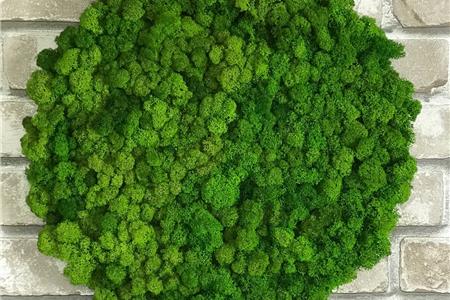 خزه تثبیت شده