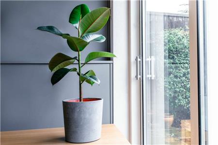 گیاهان مناسب نور کم یا زیاد