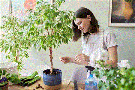 طرز نگهداری گیاه بنجامین