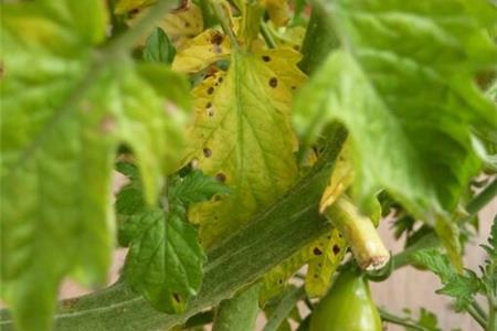 کلروز چیست؟