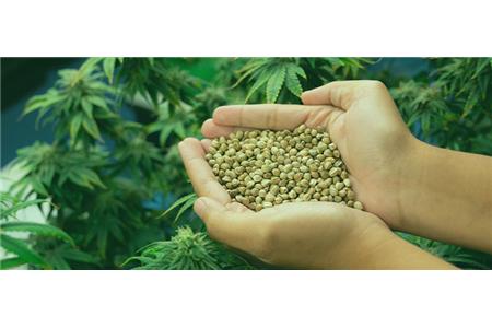 انواع بذر شاهدانه