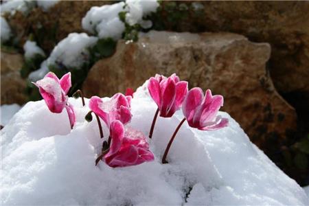 گياهان مقاوم به سرما