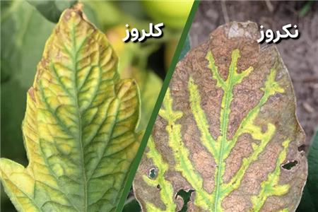 تفاوت کلروز و نکروز