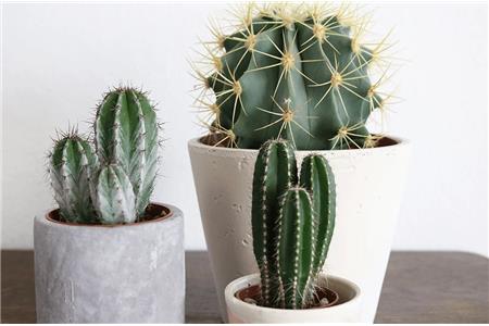 انواع كاكتوس