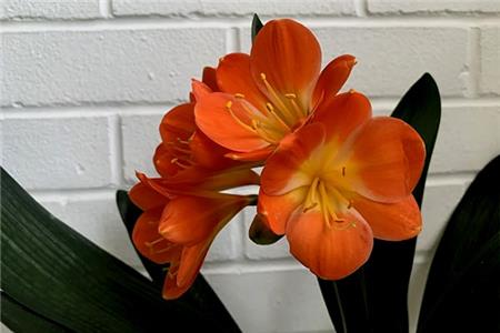 راهنمای نگهداری از گل خورشیدی