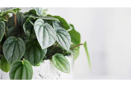 گل قاشقی چیست؟ - آشنایی با گل قاشقی از روش‌های نگهداری تا انواع مختلف آن