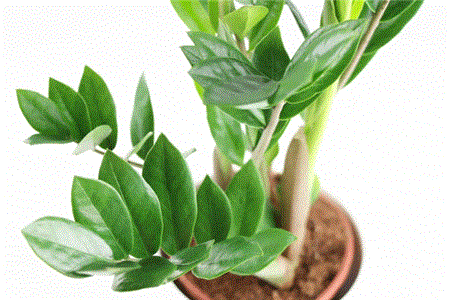 روش نگهداری و تکثیر زاموفیلیا