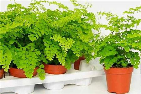 نگهداری گیاه سیاوشان