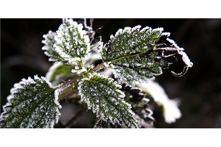 گیاهان حساس به سرما