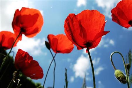 کاشت گل شقایق