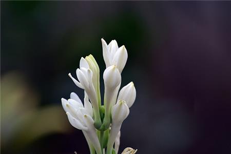 کاشت گل مریم 