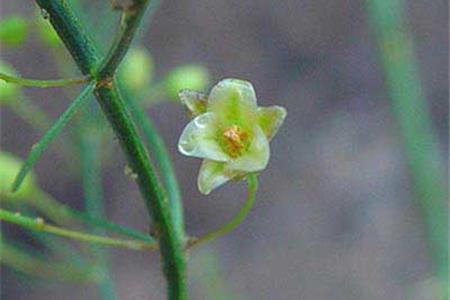 گیاه مارچوبه