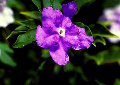 گل برونفلزیا