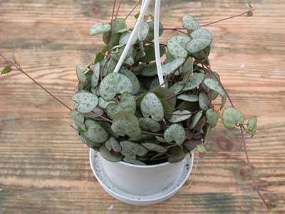  گیاه سروپژیا