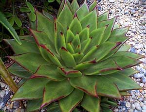 گیاه سازگار با محیط آپارتمان