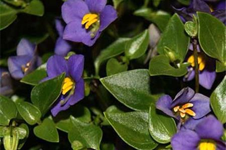 گیاهان آپارتمانی گل دار