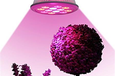 فواید نگه داری گیاه در منزل