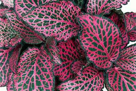 طرز نگه داری از گیاه فیتونیا