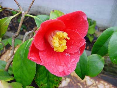 راهنمای نگه داری از گل کاملیا