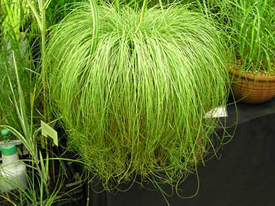 گیاه كاركس یا جگن