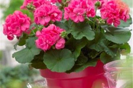 شمعدانی عطری: نگهداری گل شمعدانی